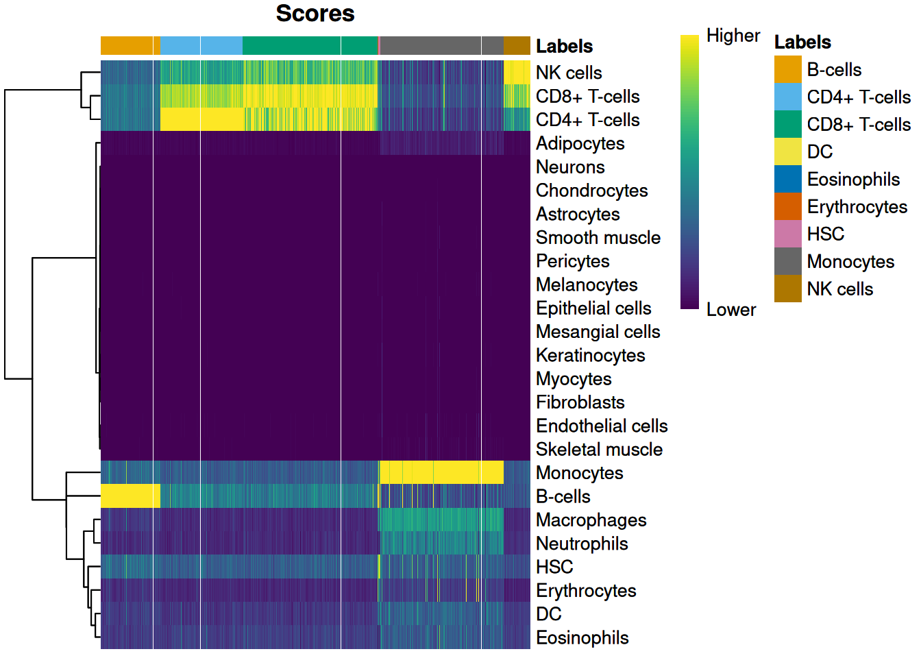 Heatmap of the assignment score for each cell (column) and label (row). Scores are shown before any fine-tuning and are normalized to [0, 1] within each cell.